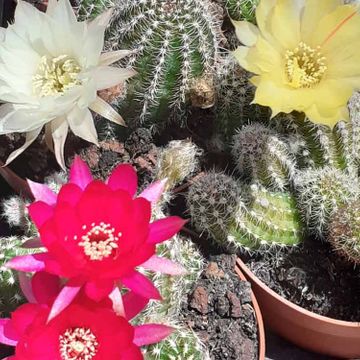 Tahiche Garden Lanzarote variedad de plantas