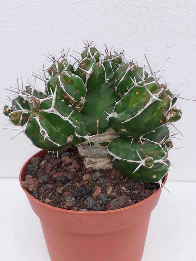 Euphorbia Echinus
