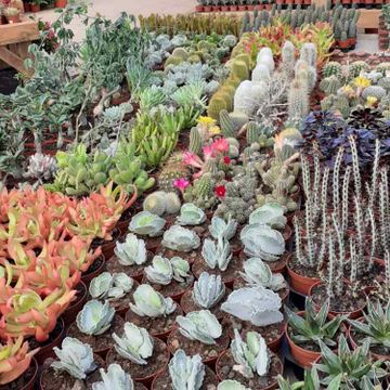 Tahiche Garden Lanzarote variedad de cactus