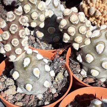 Tahiche Garden Lanzarote cactus