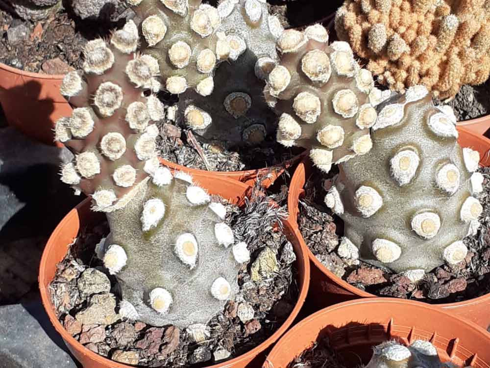 Tahiche Garden Lanzarote cactus