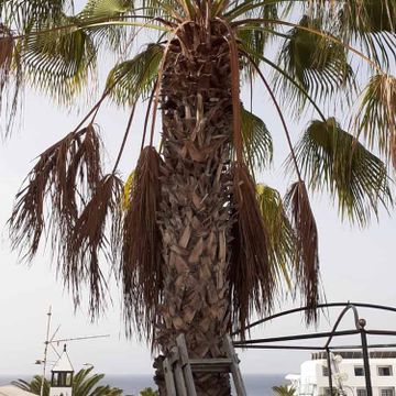 Tahiche Garden Lanzarote palma