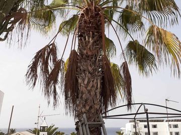 Tahiche Garden Lanzarote palma