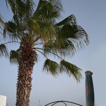 Tahiche Garden Lanzarote palmera