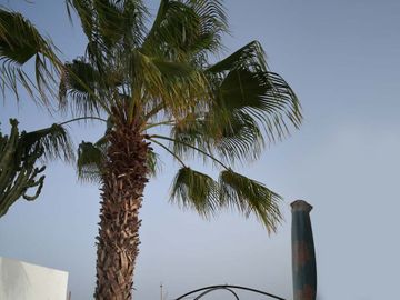 Tahiche Garden Lanzarote palmera