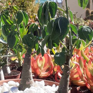 Tahiche Garden Lanzarote cactus con flores