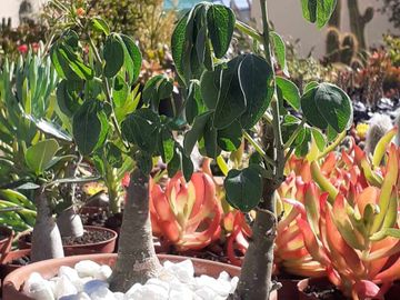 Tahiche Garden Lanzarote cactus con flores